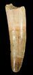 Spinosaurus Tooth - Real Dinosaur Tooth #51383-1